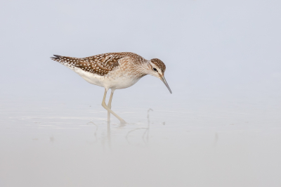 Als de bollen eruit zijn wordt het stuk land wel eens onder water gezet, dit is tegen de aaltjes. Dit is vaak een trekpleister voor de vogels, dus leuk om te gaan kijken of er nog iets leuks loopt. Deze keer was het een Bosruiter die de aandacht trok. 

Het is een foto van vorige zomer, maar dat is geen probleem denk ik.