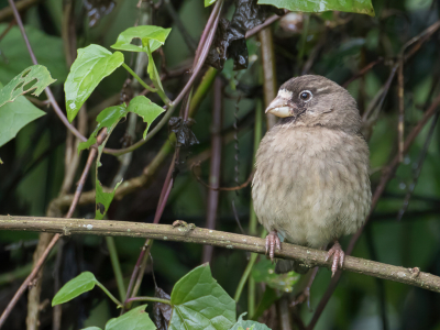 <i class='fa fa-user'></i> Paul van Giersbergen |   Bergkanarie  <i class='fa fa-eye'> 116</i>  <i class='fa fa-thumbs-up'> 1</i>   <i class='fa fa-comment-o'> 1</i>