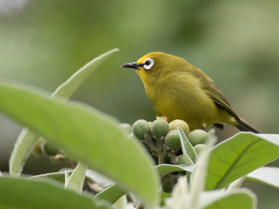 <i class='fa fa-user'></i> Paul van Giersbergen |   Kikuyubrilvogel  <i class='fa fa-eye'> 138</i>   <i class='fa fa-comment-o'> 2</i>