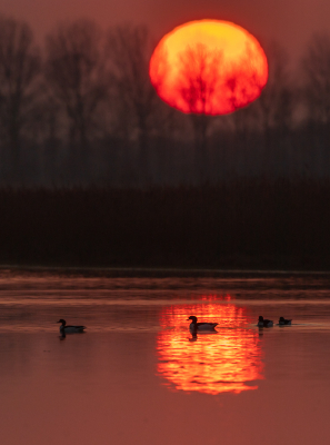 <i class='fa fa-user'></i> Conny Schotanus |   Bergeend  <i class='fa fa-eye'> 124</i>  <i class='fa fa-thumbs-up'> 4</i>   <i class='fa fa-comment-o'> 22</i>