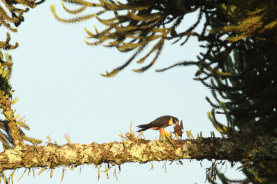 <i class='fa fa-user'></i> Martjan Lammertink |   Vleermuisvalk  <i class='fa fa-eye'> 302</i>  <i class='fa fa-thumbs-up'> 4</i>   <i class='fa fa-comment-o'> 6</i>