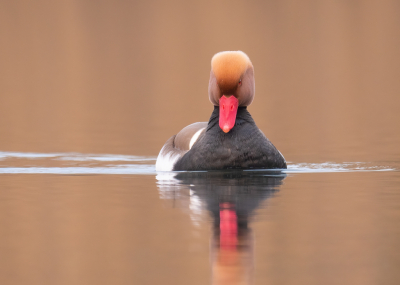 <i class='fa fa-user'></i> Vincent Vuik |   Krooneend  <i class='fa fa-eye'> 290</i>  <i class='fa fa-thumbs-up'> 17</i>   <i class='fa fa-comment-o'> 18</i>