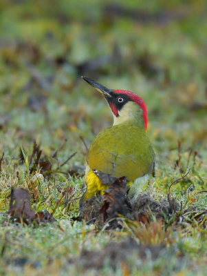 Het is niet altijd mogelijk om een Groene Specht op je gemak te kunnen fotograferen. Deze werkte aardig mee, en kon ik hem in diverse poses fotograferen.