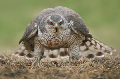 <i class='fa fa-user'></i> thijsglastra |   Havik  <i class='fa fa-eye'> 489</i>  <i class='fa fa-thumbs-up'> 17</i>   <i class='fa fa-comment-o'> 19</i>