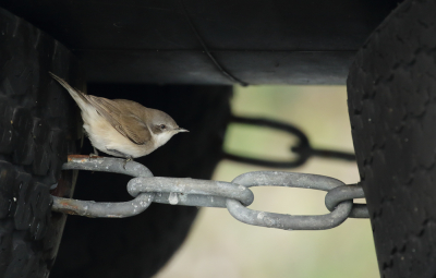 <i class='fa fa-user'></i> Richard Ubels |   Braamsluiper  <i class='fa fa-eye'> 306</i>  <i class='fa fa-thumbs-up'> 11</i>   <i class='fa fa-comment-o'> 11</i>