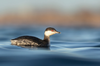 De kleur blauw van water en lucht vind ik vaak niet mooi in een foto. Persoonlijke smaak zal het zijn. Maar in dit geval ging het niet op, ik vind de kracht van het water in deze foto erg sterk.
En deze Kuifduiker werkte ook nog eens heerlijk mee.