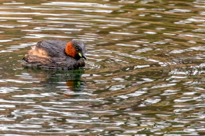 <i class='fa fa-user'></i> Louis56 |   Dodaars  <i class='fa fa-eye'> 106</i>   <i class='fa fa-comment-o'> 20</i>