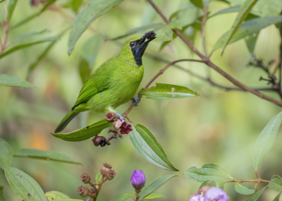 <i class='fa fa-user'></i> Lennart Verheuvel |   Blauwbaardbladvogel  <i class='fa fa-eye'> 170</i>  <i class='fa fa-thumbs-up'> 8</i>   <i class='fa fa-comment-o'> 6</i>