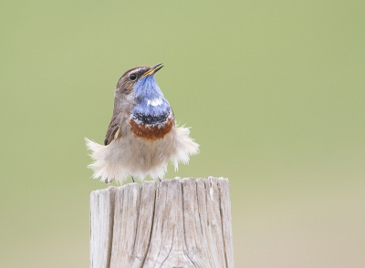 <i class='fa fa-user'></i> Rianne Geelhoed |   Blauwborst  <i class='fa fa-eye'> 363</i>  <i class='fa fa-thumbs-up'> 2</i>   <i class='fa fa-comment-o'> 10</i>