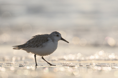 <i class='fa fa-user'></i> Wil Doorn-Meijne |   Drieteenstrandloper  <i class='fa fa-eye'> 135</i>  <i class='fa fa-thumbs-up'> 10</i>   <i class='fa fa-comment-o'> 23</i>