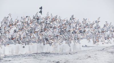 Een koude ochtend met vorst en mist resulteerde in een berijpte wereld. Samen met Corne naar Arkemheen gereden voor de Grutto's en Futen. Op het water was het in eerste instantie te mistig voor de futen, dus zijn we begonnen bij de Grutto's. Vrijwel direct na aankomst resulteerde de aanwezigheid van een slechtvalk in paniek, waardoor alle grutto's de lucht in gingen. De zon was nog niet op en het was mistig, dus veel licht was er niet, maar er zaten enkele leuke foto's bij, waaronder deze. Op de foto zijn 7 soorten te vinden, ben benieuwd of jullie ze allemaal zien ;)