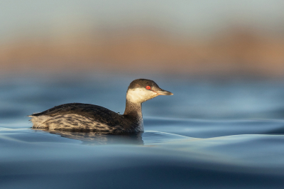 <i class='fa fa-user'></i> ArjandeHeer |   Kuifduiker  <i class='fa fa-eye'> 296</i>  <i class='fa fa-thumbs-up'> 13</i>   <i class='fa fa-comment-o'> 15</i>