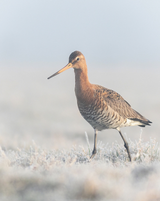 Mist, Rijp, zacht licht. Wat wil je nog meer? Juist, een vogel die er even goed voor gaat zitten. 
Grutto
Een fijne ontmoeting in een mooie sfeer.