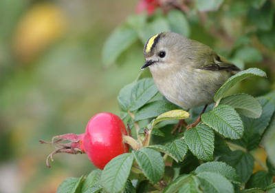 <i class='fa fa-user'></i> Richard Ubels |   Goudhaan  <i class='fa fa-eye'> 248</i>  <i class='fa fa-thumbs-up'> 9</i>   <i class='fa fa-comment-o'> 9</i>