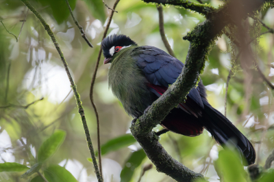 <i class='fa fa-user'></i> Paul van Giersbergen |   Hartlaubs Toerako  <i class='fa fa-eye'> 122</i>  <i class='fa fa-thumbs-up'> 3</i>   <i class='fa fa-comment-o'> 3</i>