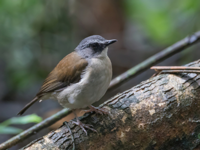 <i class='fa fa-user'></i> Paul van Giersbergen |   Bruinborstalethe  <i class='fa fa-eye'> 109</i>   <i class='fa fa-comment-o'> 0</i>