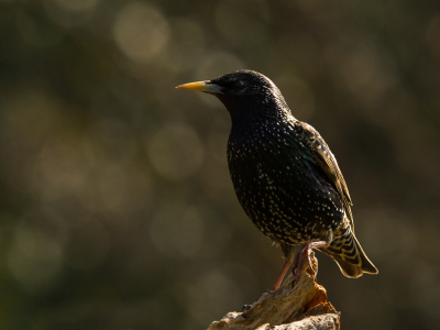 <i class='fa fa-user'></i> Truus Aletta Maan |   Spreeuw  <i class='fa fa-eye'> 97</i>   <i class='fa fa-comment-o'> 20</i>