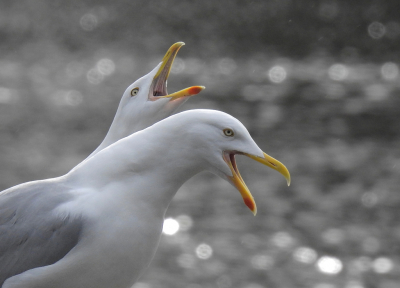 <i class='fa fa-user'></i> sieb |   Zilvermeeuw  <i class='fa fa-eye'> 107</i>  <i class='fa fa-thumbs-up'> 5</i>   <i class='fa fa-comment-o'> 19</i>