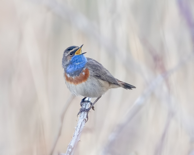 Nadat ik hier al een paar hele mooie foto's van de Blauwborst voorbij zag komen, was ik toch wel benieuwd of hij bij ons ook al was gearriveerd. Vanmorgen niet al te best weer, maar we konden het niet laten en zijn toch gaan kijken. En ja hoor, we hoorde hem al vrij snel en effe later zagen we hem ook. Of hij niet was weggeweest, zong hij net als vorig jaar het hoogste lied. Het was jammer dat het zo bewolkt was en begon te miezeren, dat maakt het geen hele beste foto, maar er komen ongetwijfeld nog kansen genoeg!