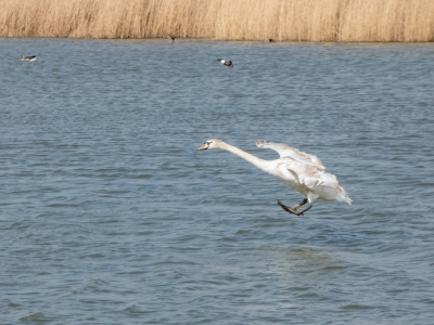 Cleared to land.
Mijn eerste upload van een "BIF"
Ben benieuwd naar jullie commentaar.  Kan er alleen maar beter van worden.