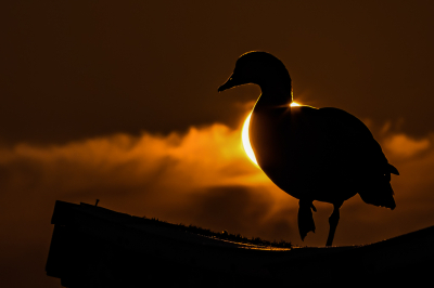 <i class='fa fa-user'></i> Vincent Vuik |   Nijlgans  <i class='fa fa-eye'> 151</i>  <i class='fa fa-thumbs-up'> 10</i>   <i class='fa fa-comment-o'> 23</i>