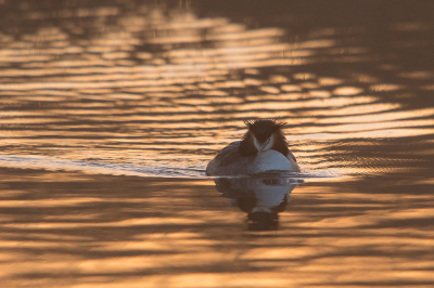 <i class='fa fa-user'></i> Willem Verhagen |   Fuut  <i class='fa fa-eye'> 91</i>   <i class='fa fa-comment-o'> 20</i>