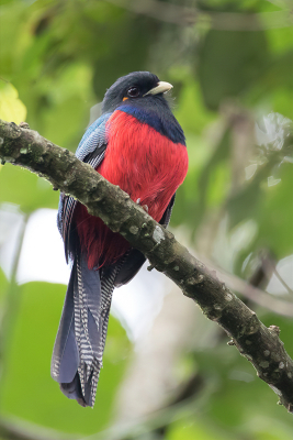 <i class='fa fa-user'></i> Paul van Giersbergen |   Bandstaarttrogon  <i class='fa fa-eye'> 135</i>   <i class='fa fa-comment-o'> 1</i>