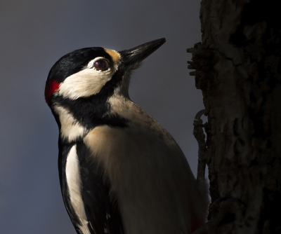 <i class='fa fa-user'></i> Bert Ooms |   Grote Bonte Specht  <i class='fa fa-eye'> 98</i>   <i class='fa fa-comment-o'> 19</i>