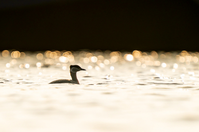 <i class='fa fa-user'></i> GeertN |   Roodhalsfuut  <i class='fa fa-eye'> 133</i>  <i class='fa fa-thumbs-up'> 5</i>   <i class='fa fa-comment-o'> 20</i>