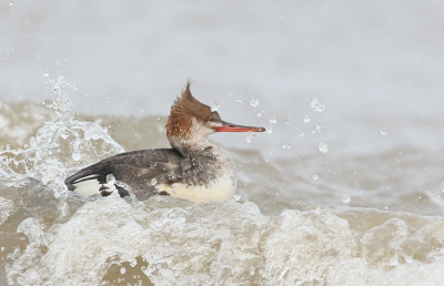 <i class='fa fa-user'></i> Henk Wiebe van der Meulen |   Middelste Zaagbek  <i class='fa fa-eye'> 305</i>  <i class='fa fa-thumbs-up'> 16</i>   <i class='fa fa-comment-o'> 12</i>