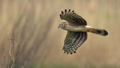 <i class='fa fa-user'></i> Boudewijn Schreiner |   Blauwe Kiekendief  <i class='fa fa-eye'> 376</i>  <i class='fa fa-thumbs-up'> 22</i>   <i class='fa fa-comment-o'> 15</i>