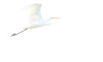 <i class='fa fa-user'></i> Ruben de Bruijn |   Grote Zilverreiger  <i class='fa fa-eye'> 119</i>  <i class='fa fa-thumbs-up'> 1</i>   <i class='fa fa-comment-o'> 19</i>