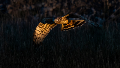 <i class='fa fa-user'></i> BasvanGennip |   Blauwe Kiekendief  <i class='fa fa-eye'> 227</i>  <i class='fa fa-thumbs-up'> 16</i>   <i class='fa fa-comment-o'> 25</i>