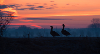 <i class='fa fa-user'></i> Erik van Ark |   Grauwe Gans  <i class='fa fa-eye'> 104</i>  <i class='fa fa-thumbs-up'> 2</i>   <i class='fa fa-comment-o'> 19</i>