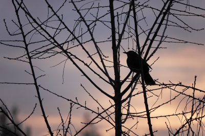 <i class='fa fa-user'></i> nelappelmelk |   Merel  <i class='fa fa-eye'> 89</i>   <i class='fa fa-comment-o'> 17</i>