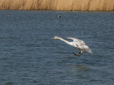 Tweede poging. Contrast en scherpte wat geprobeerd aan te passen.

Cleared to land.
Mijn eerste upload van een "BIF"
Ben benieuwd naar jullie commentaar. Kan er alleen maar beter van worden.