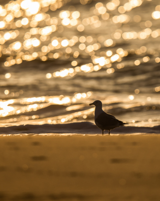 <i class='fa fa-user'></i> Katoo |   Zilvermeeuw  <i class='fa fa-eye'> 101</i>   <i class='fa fa-comment-o'> 19</i>