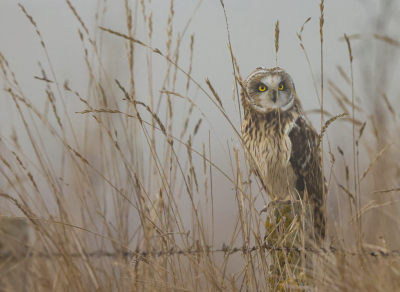 <i class='fa fa-user'></i> Ben Reitsma |   Velduil  <i class='fa fa-eye'> 112</i>   <i class='fa fa-comment-o'> 19</i>