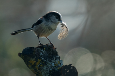 <i class='fa fa-user'></i> christina |   Staartmees  <i class='fa fa-eye'> 104</i>  <i class='fa fa-thumbs-up'> 4</i>   <i class='fa fa-comment-o'> 19</i>