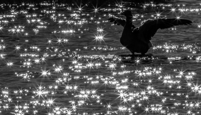 <i class='fa fa-user'></i> Henri Aantjes |   Grauwe Gans  <i class='fa fa-eye'> 106</i>  <i class='fa fa-thumbs-up'> 3</i>   <i class='fa fa-comment-o'> 18</i>