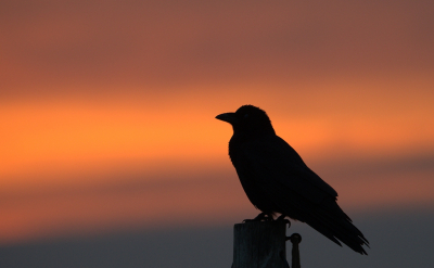 <i class='fa fa-user'></i> RTL |   Zwarte Kraai  <i class='fa fa-eye'> 102</i>  <i class='fa fa-thumbs-up'> 3</i>   <i class='fa fa-comment-o'> 17</i>