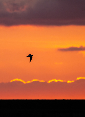 <i class='fa fa-user'></i> Erna Koelman |   Kokmeeuw  <i class='fa fa-eye'> 87</i>  <i class='fa fa-thumbs-up'> 1</i>   <i class='fa fa-comment-o'> 17</i>