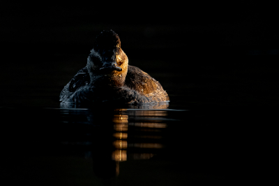 <i class='fa fa-user'></i> kevinhollmann |   Rosse Stekelstaart  <i class='fa fa-eye'> 209</i>  <i class='fa fa-thumbs-up'> 15</i>   <i class='fa fa-comment-o'> 29</i>