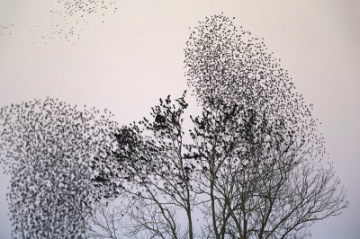 <i class='fa fa-user'></i> anevanrees |   Spreeuw  <i class='fa fa-eye'> 94</i>   <i class='fa fa-comment-o'> 18</i>