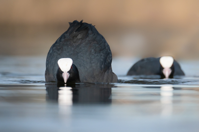 <i class='fa fa-user'></i> Vincent Vuik |   Meerkoet  <i class='fa fa-eye'> 290</i>  <i class='fa fa-thumbs-up'> 17</i>   <i class='fa fa-comment-o'> 11</i>