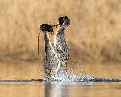 Tijdens de middag Futen kijken en proberen te fotograferen hebben we alle taferelen wel voorbij zien komen. Dit was toch wel het grootste spektakel, met zoveel geweld als ze uit het water kwamen, geweldig om te zien. Ik heb begrepen dat het de pingundans wordt genoemd, had er eerder nog nooit van gehoord, maar zal het nu niet meer vergeten. Het was jammer dat ze de koppen van ons af gedraaid hadden, maar voor mij maakt het geweld van het water en de pootjes die erbovenuit komen veel goed.