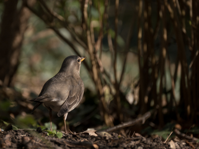 <i class='fa fa-user'></i> Gert-Jan Cromwijk |   Zwartkeellijster  <i class='fa fa-eye'> 86</i>   <i class='fa fa-comment-o'> 18</i>