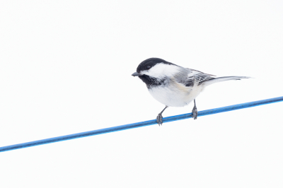 <i class='fa fa-user'></i> jan Luit |   Amerikaanse Matkop  <i class='fa fa-eye'> 88</i>  <i class='fa fa-thumbs-up'> 1</i>   <i class='fa fa-comment-o'> 18</i>