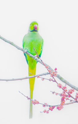 <i class='fa fa-user'></i> PeterBoers |   Halsbandparkiet  <i class='fa fa-eye'> 136</i>  <i class='fa fa-thumbs-up'> 1</i>   <i class='fa fa-comment-o'> 19</i>