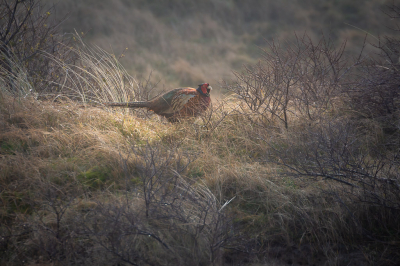 <i class='fa fa-user'></i> lodder |   Fazant  <i class='fa fa-eye'> 122</i>  <i class='fa fa-thumbs-up'> 5</i>   <i class='fa fa-comment-o'> 17</i>